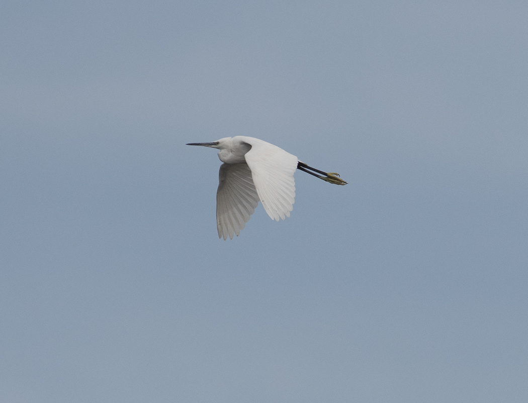 Küçük ak balıkçıl