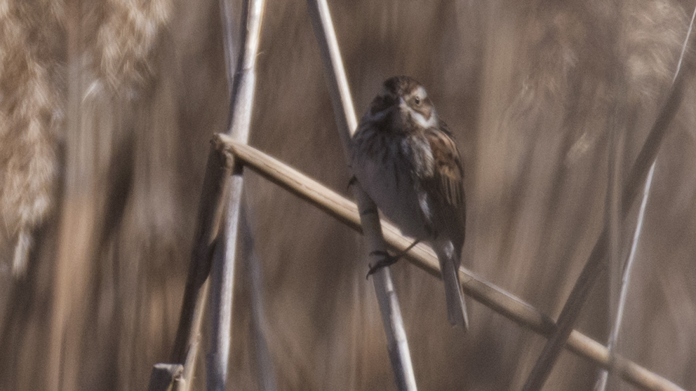 Bataklık Kirazkuşu