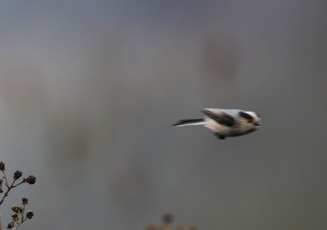 Uzunkuyruklu baştankara