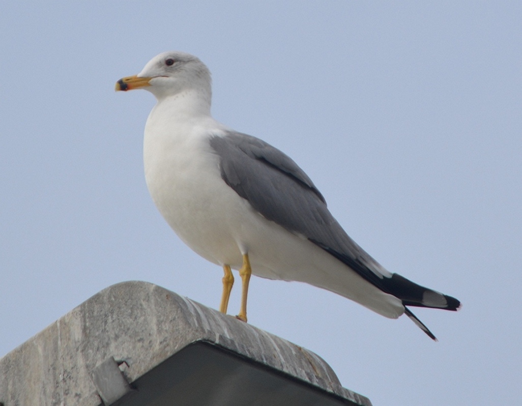 Van gölü martısı