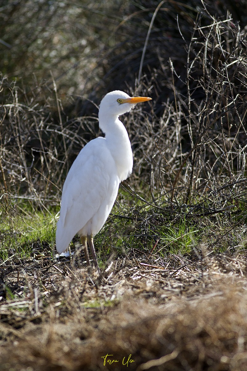 Sığır balıkçılı
