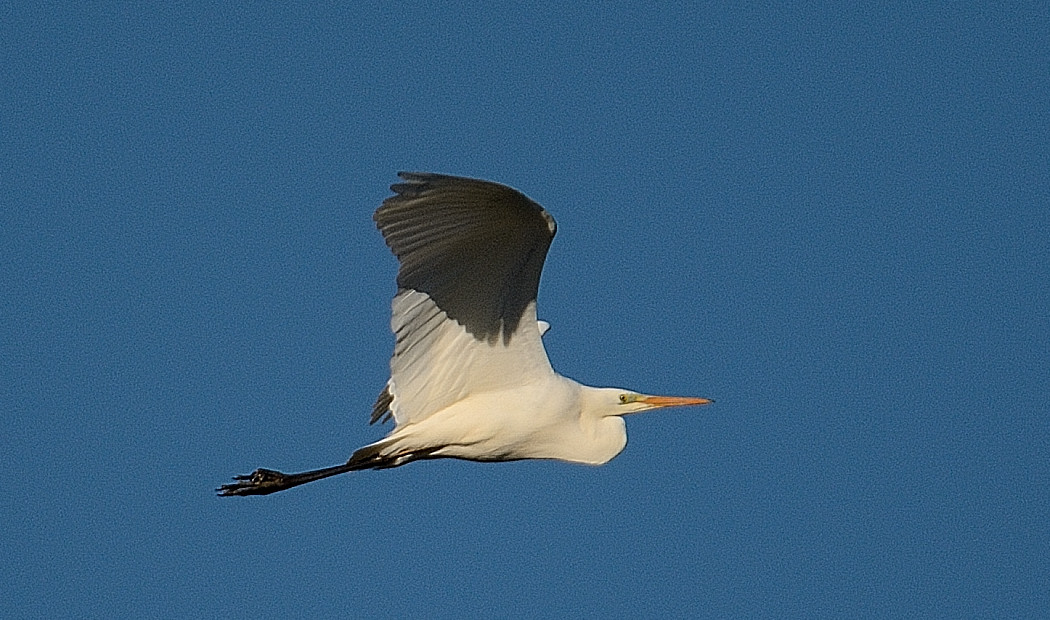 Büyük ak balıkçıl