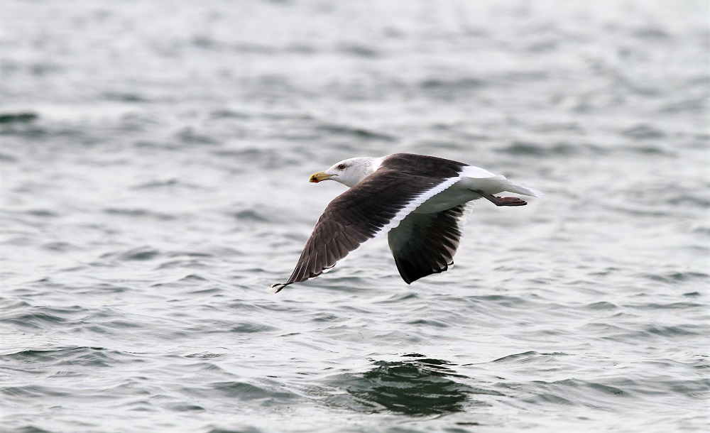 Büyük karasırtlı martı