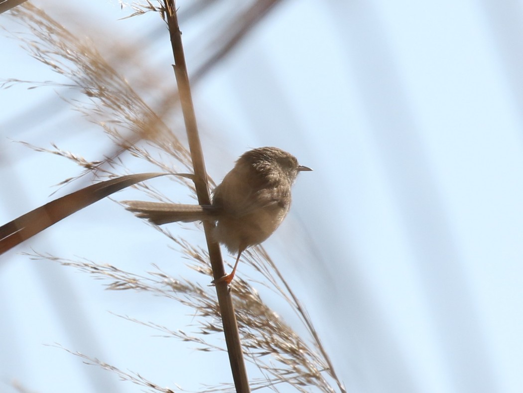 Dikkuyruklu ötleğen