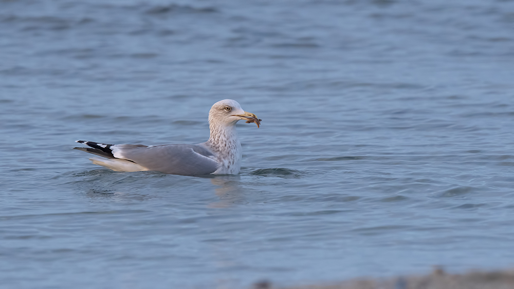 Kuzey gümüş martı