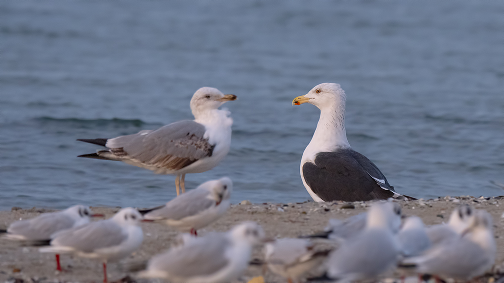 Büyük karasırtlı martı