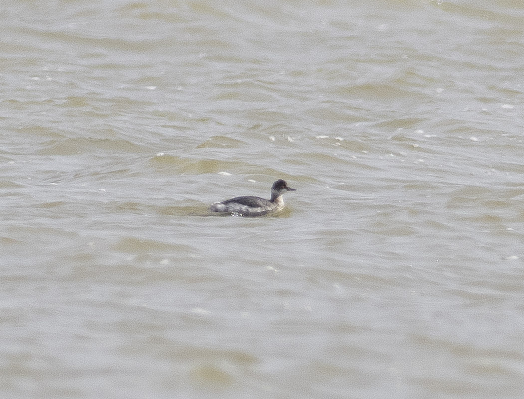 Karaboyunlu batağan