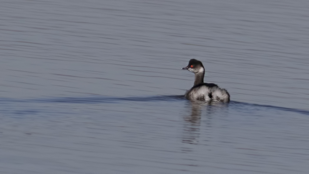 Karaboyunlu batağan
