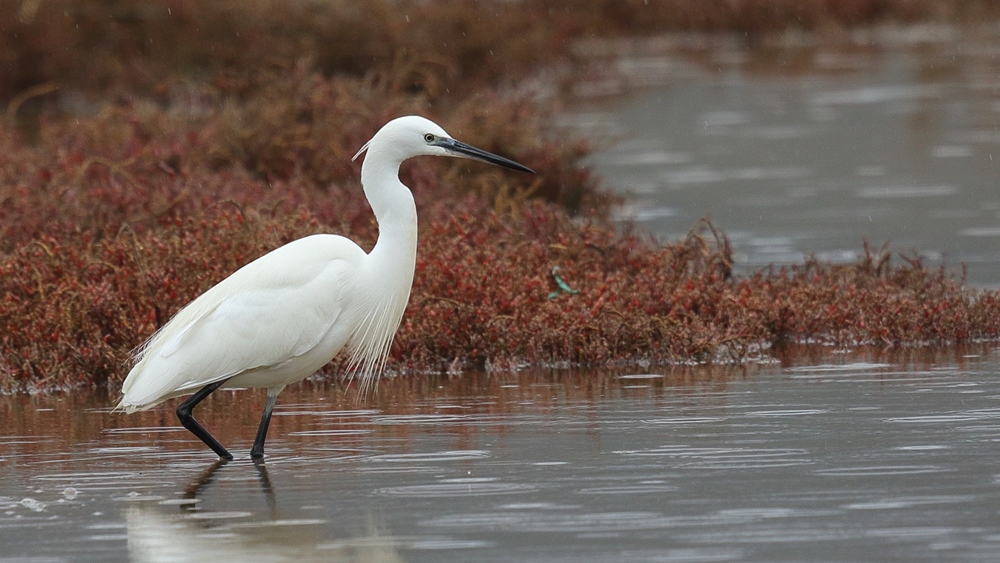Küçük ak balıkçıl