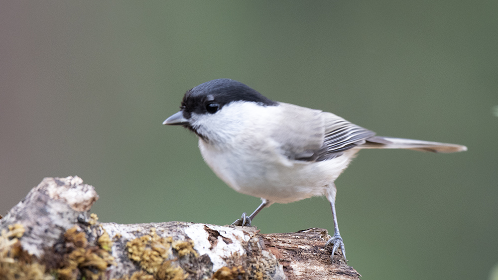 Kayın baştankarası