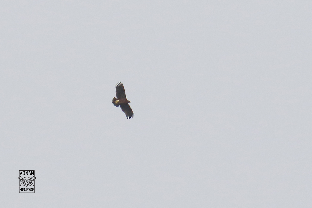 Büyük orman kartalı