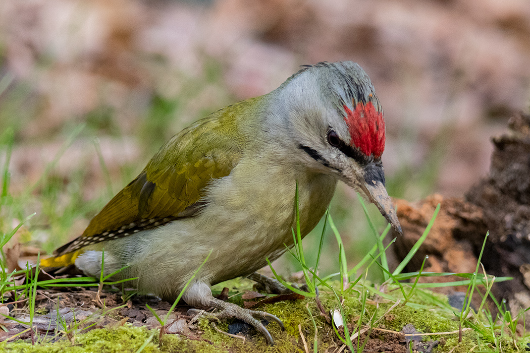 Küçük yeşil ağaçkakan