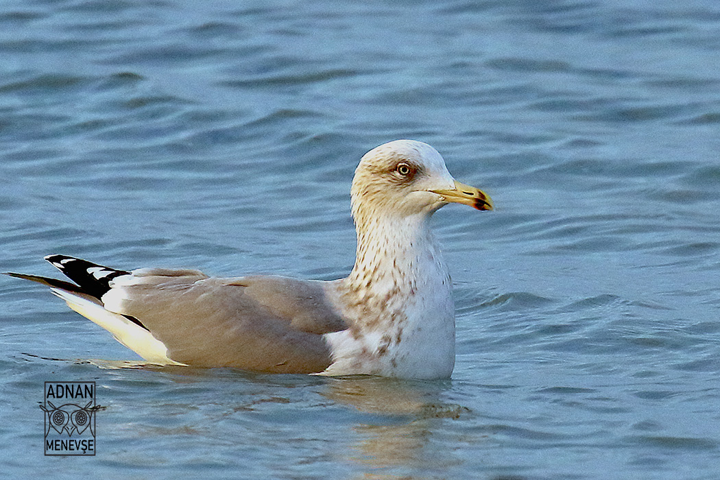 Kuzey gümüş martı