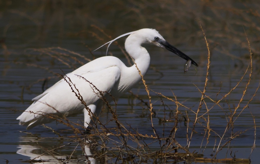 Küçük ak balıkçıl