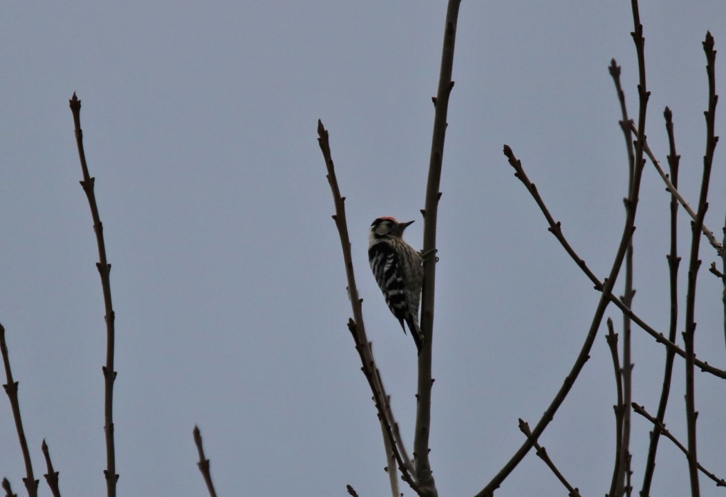 Küçük ağaçkakan