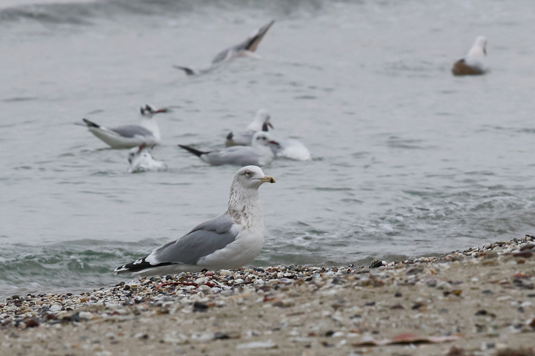 Kuzey gümüş martı