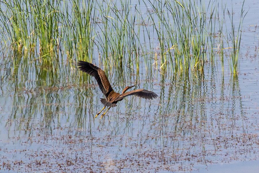 Erguvani balıkçıl