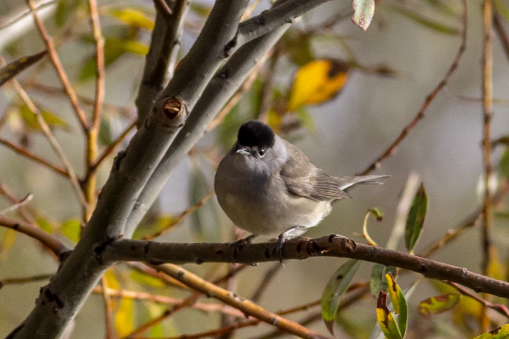 Karabaşlı ötleğen