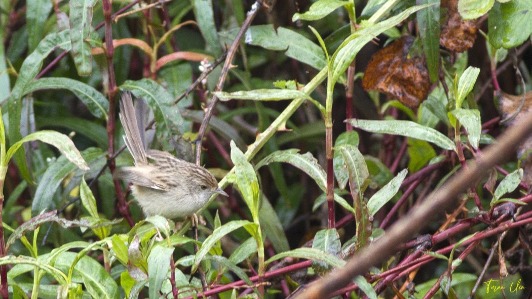 Dikkuyruklu ötleğen