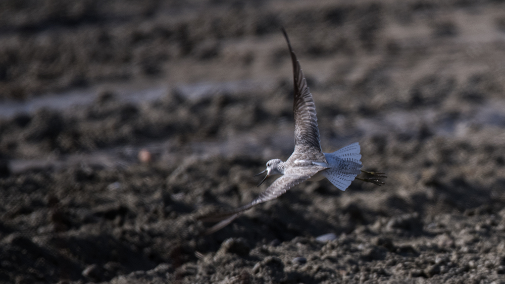Bataklık düdükçünü