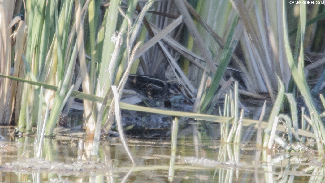 Küçük suçulluğu