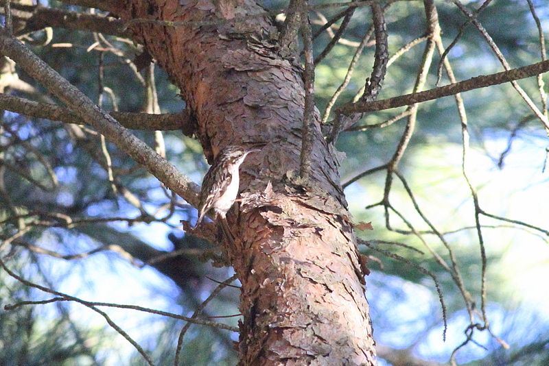 Bahçe tırmaşıkkuşu