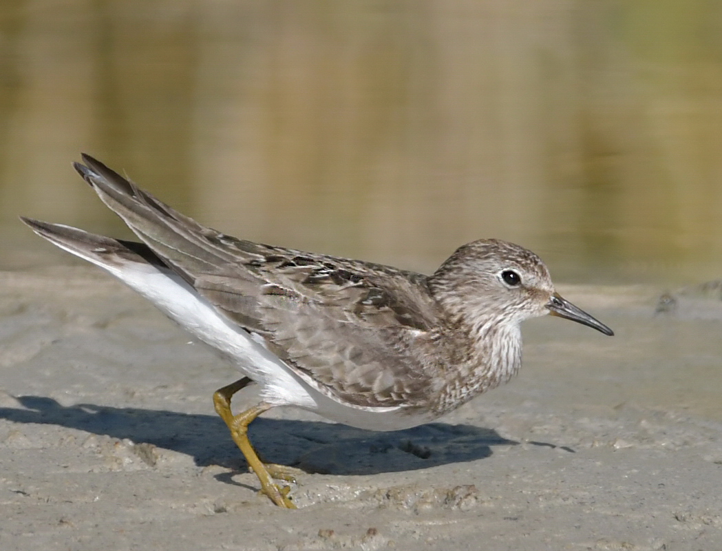 Sarıbacaklı kumkuşu