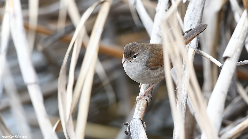 Kamışbülbülü