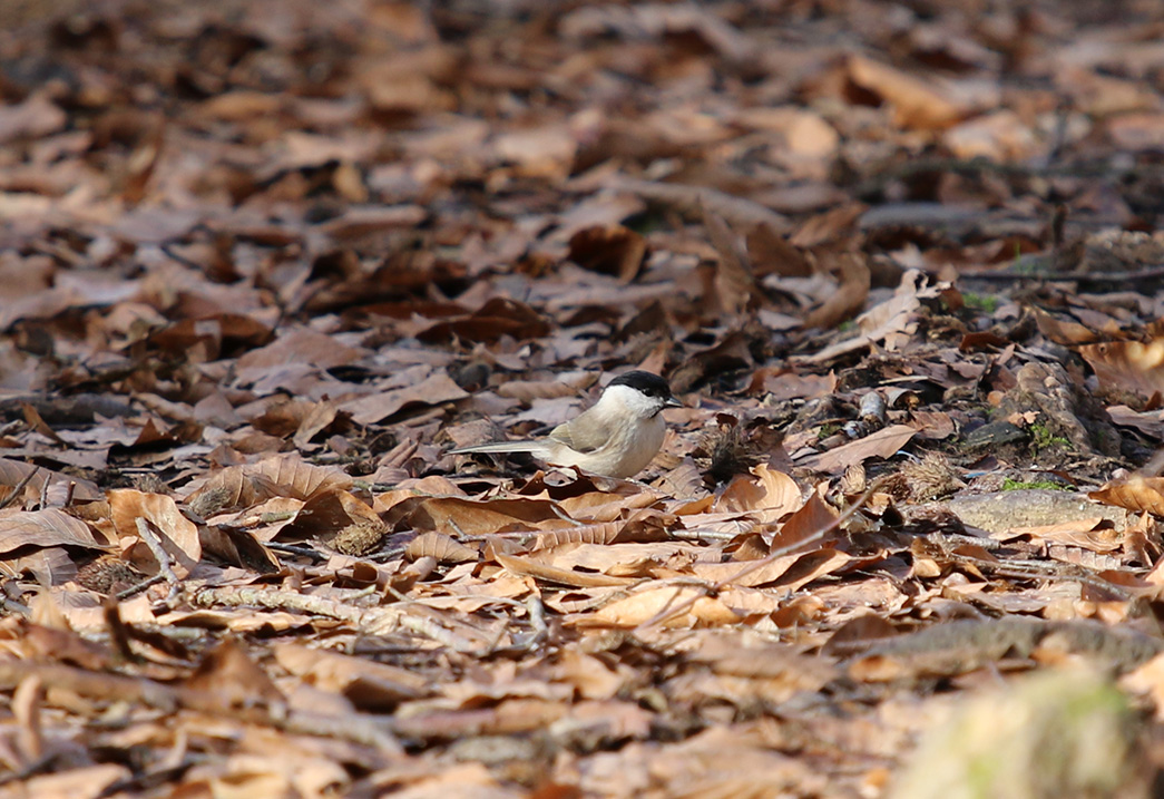 Kayın baştankarası