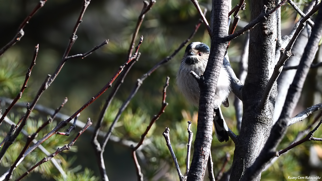 Uzunkuyruklu baştankara