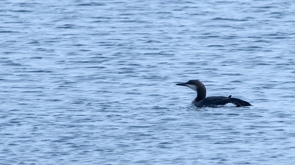 Karagerdanlı dalgıç