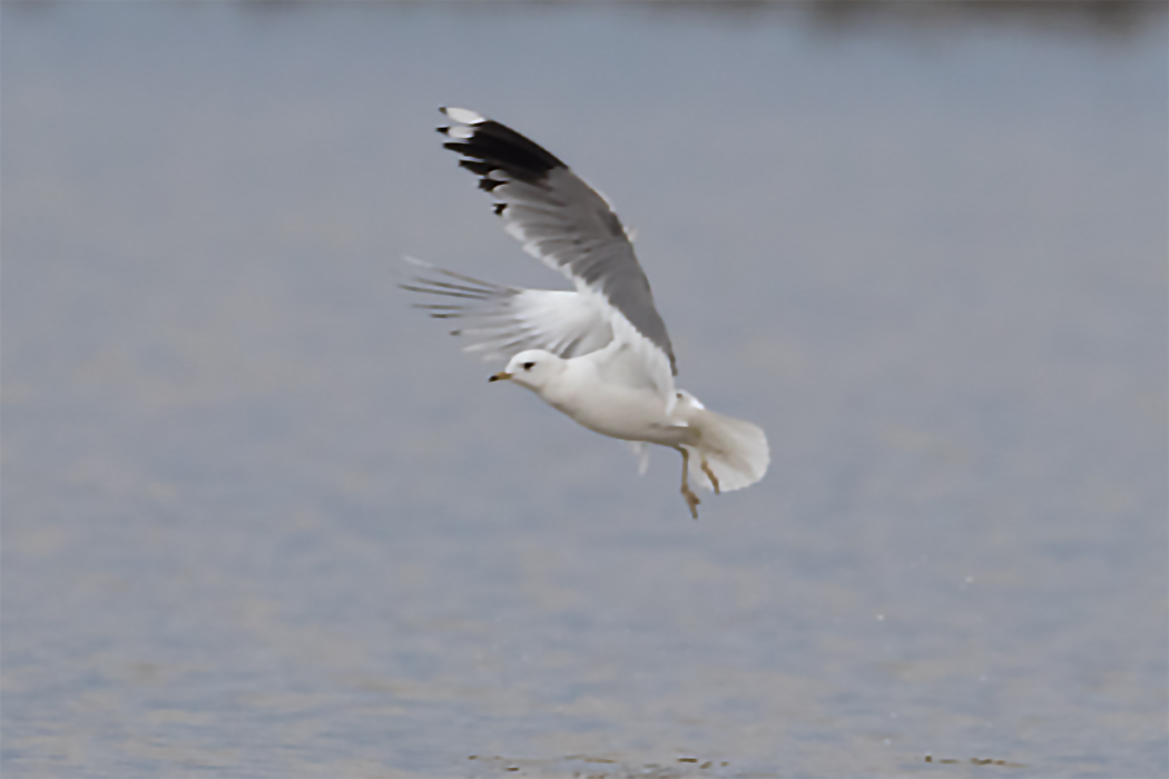 Küçük gümüş martı