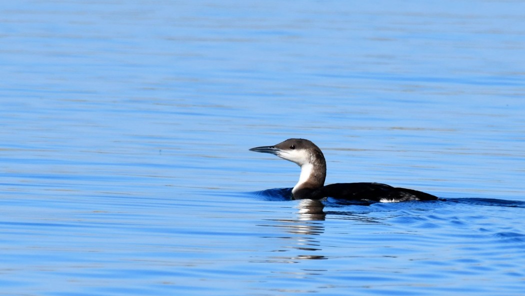 Karagerdanlı dalgıç
