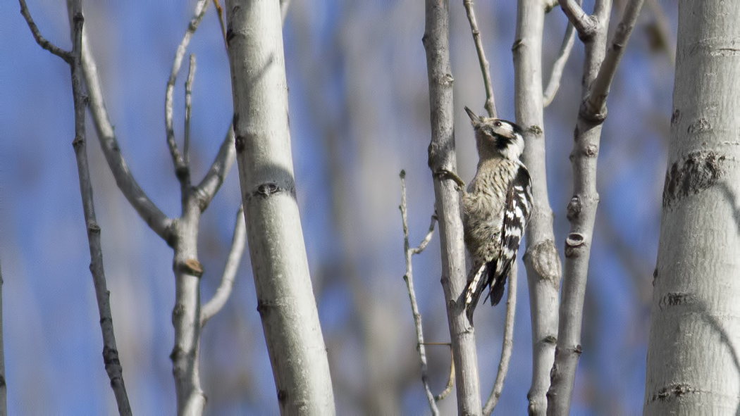 Küçük ağaçkakan