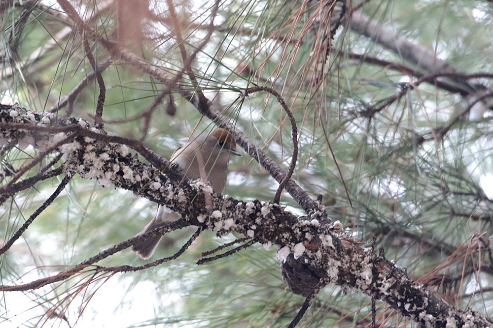 Karabaşlı ötleğen