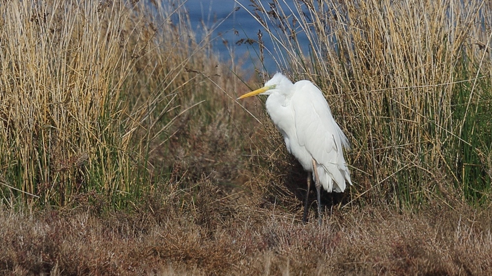 Büyük ak balıkçıl