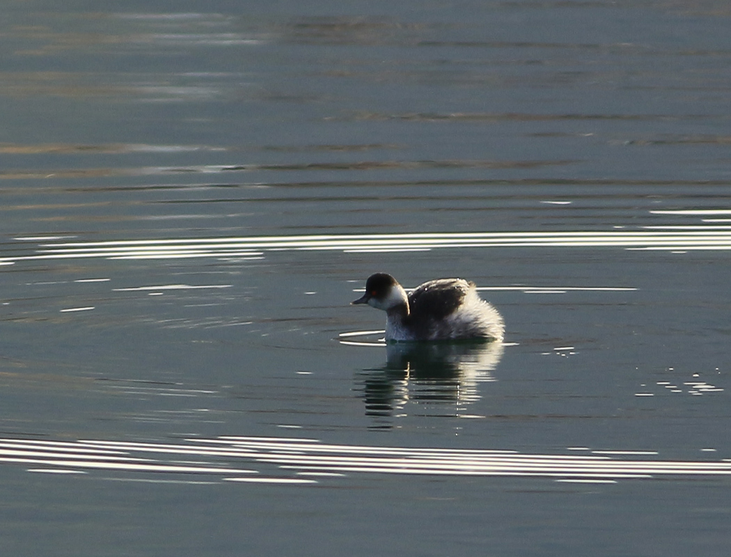 Karaboyunlu batağan