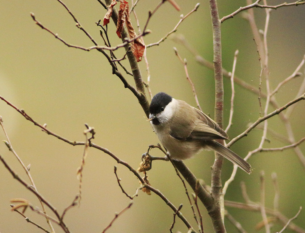 Kayın baştankarası