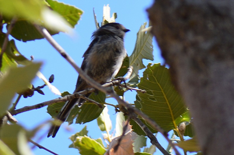 Uzunkuyruklu baştankara