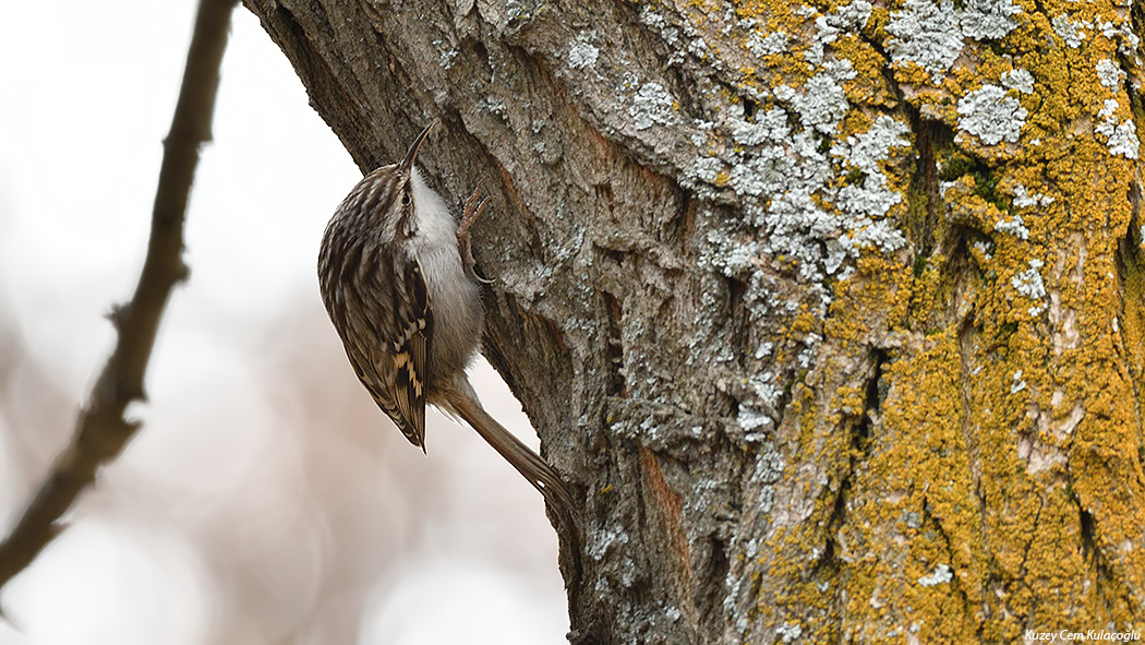 Bahçe tırmaşıkkuşu
