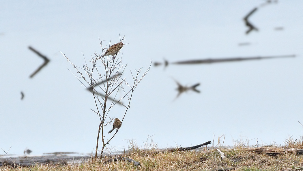 Bataklık Kirazkuşu