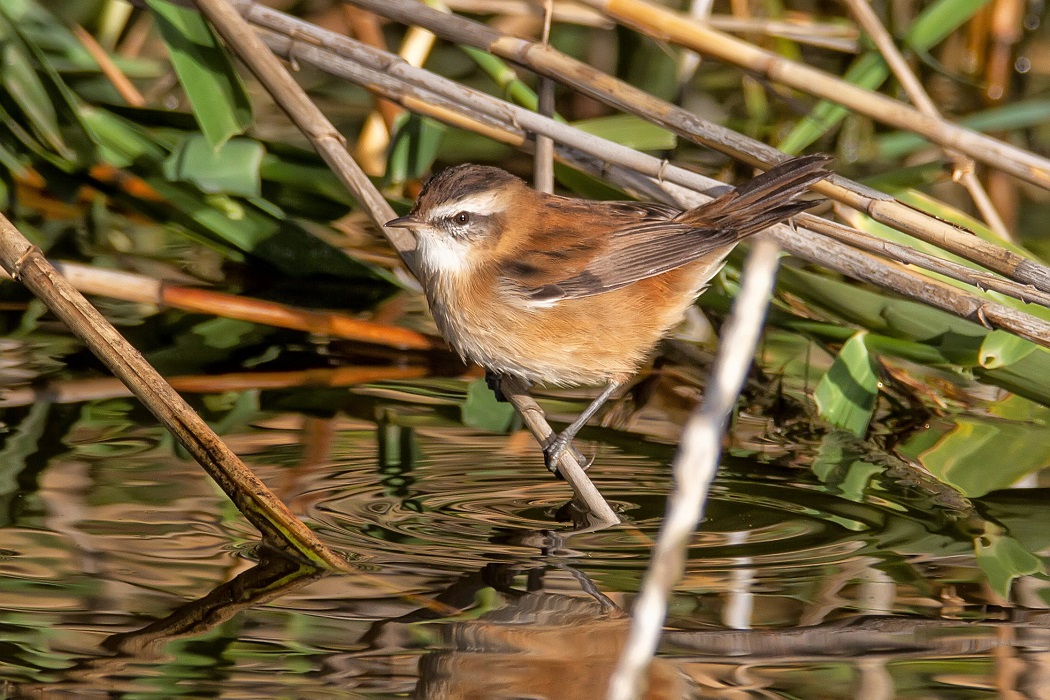 Bıyıklı kamışçın