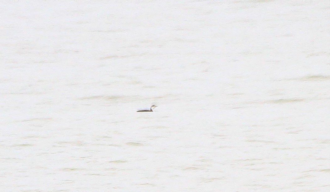 Kızılgerdanlı dalgıç