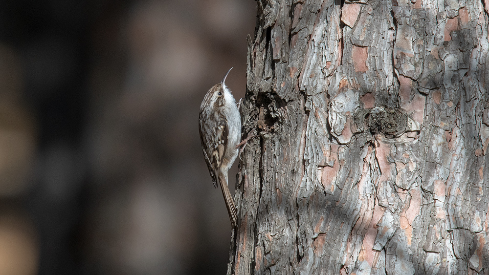 Bahçe tırmaşıkkuşu