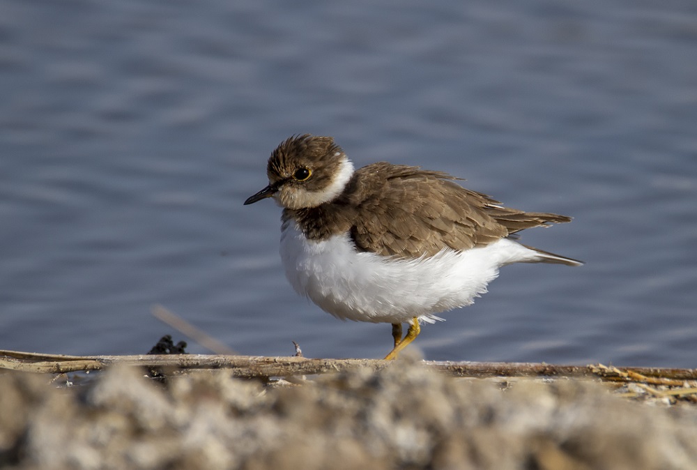 Halkalı küçük cılıbıt