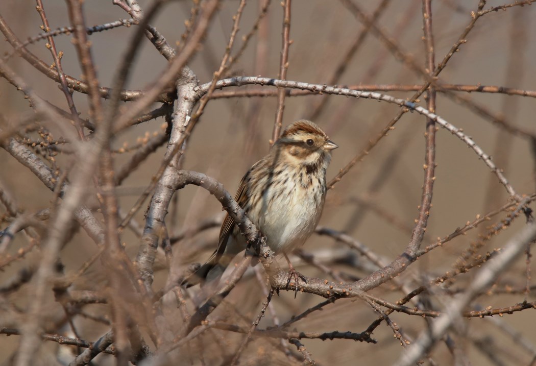 Bataklık Kirazkuşu
