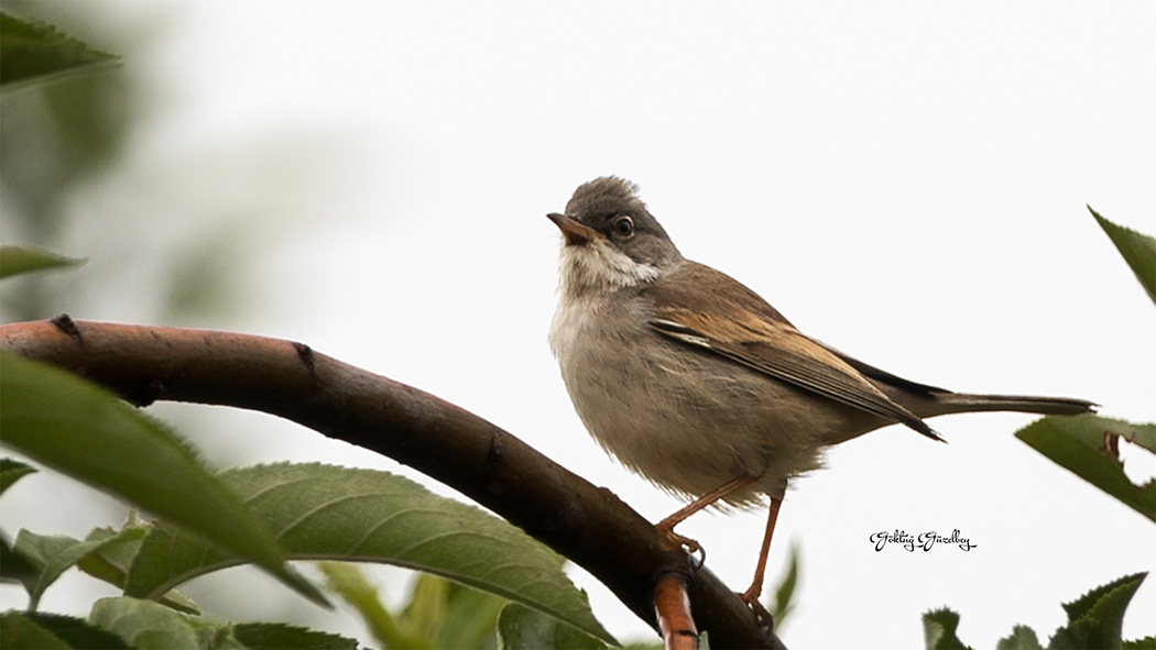 Akgerdanlı ötleğen