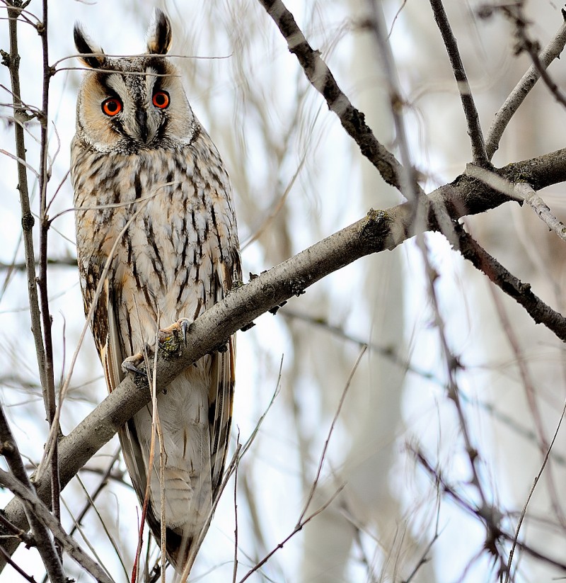 Kulaklı orman baykuşu