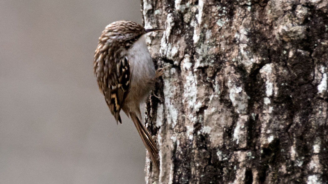 Bahçe tırmaşıkkuşu