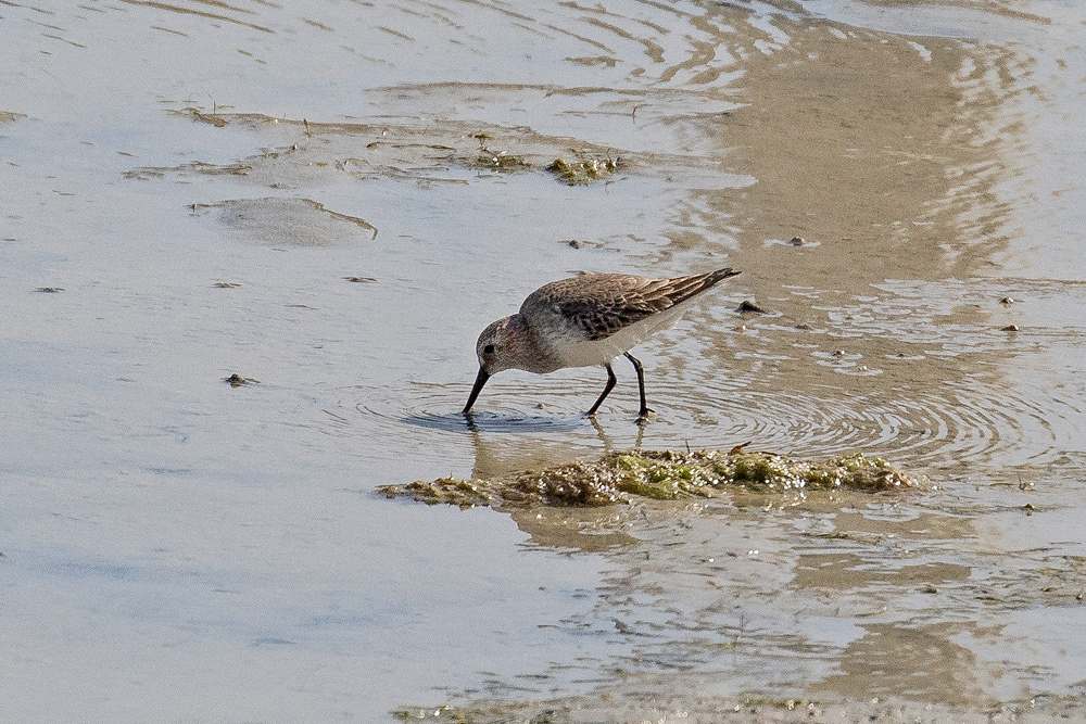 Karakarınlı kumkuşu